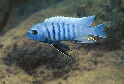 Maylandia sciasma 'Ngwasi'